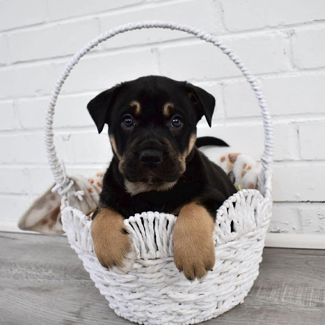 Enlarge Ethel, an adopted mixed breed in Rochester, NY image 3/3