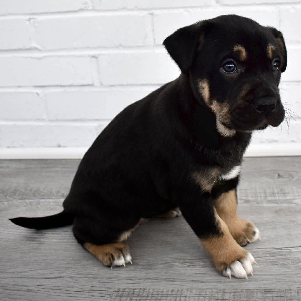 Ethel, adopted, Puppy Female Labrador Retriever.