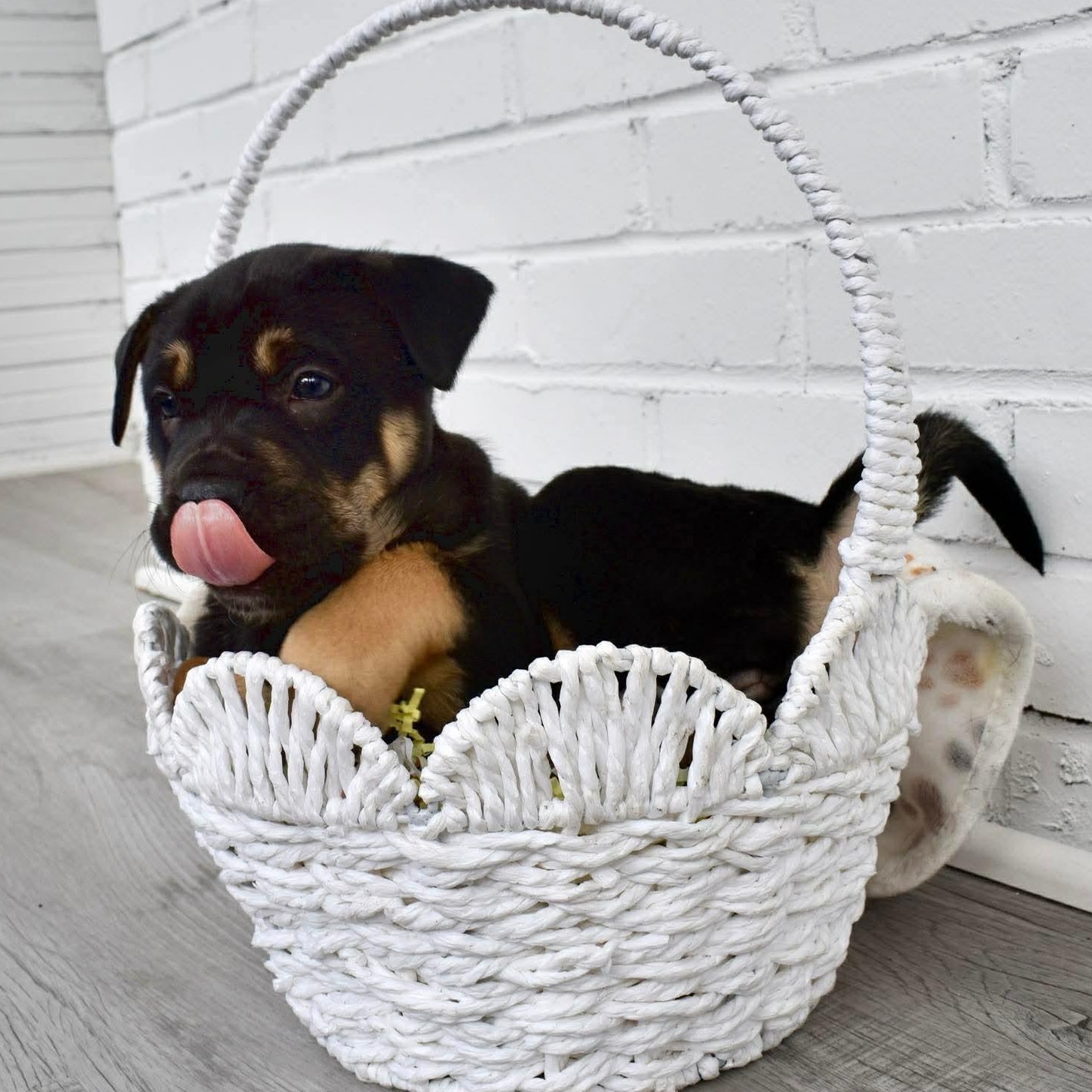 Enlarge Ethel, an adopted mixed breed in Rochester, NY image 2/3