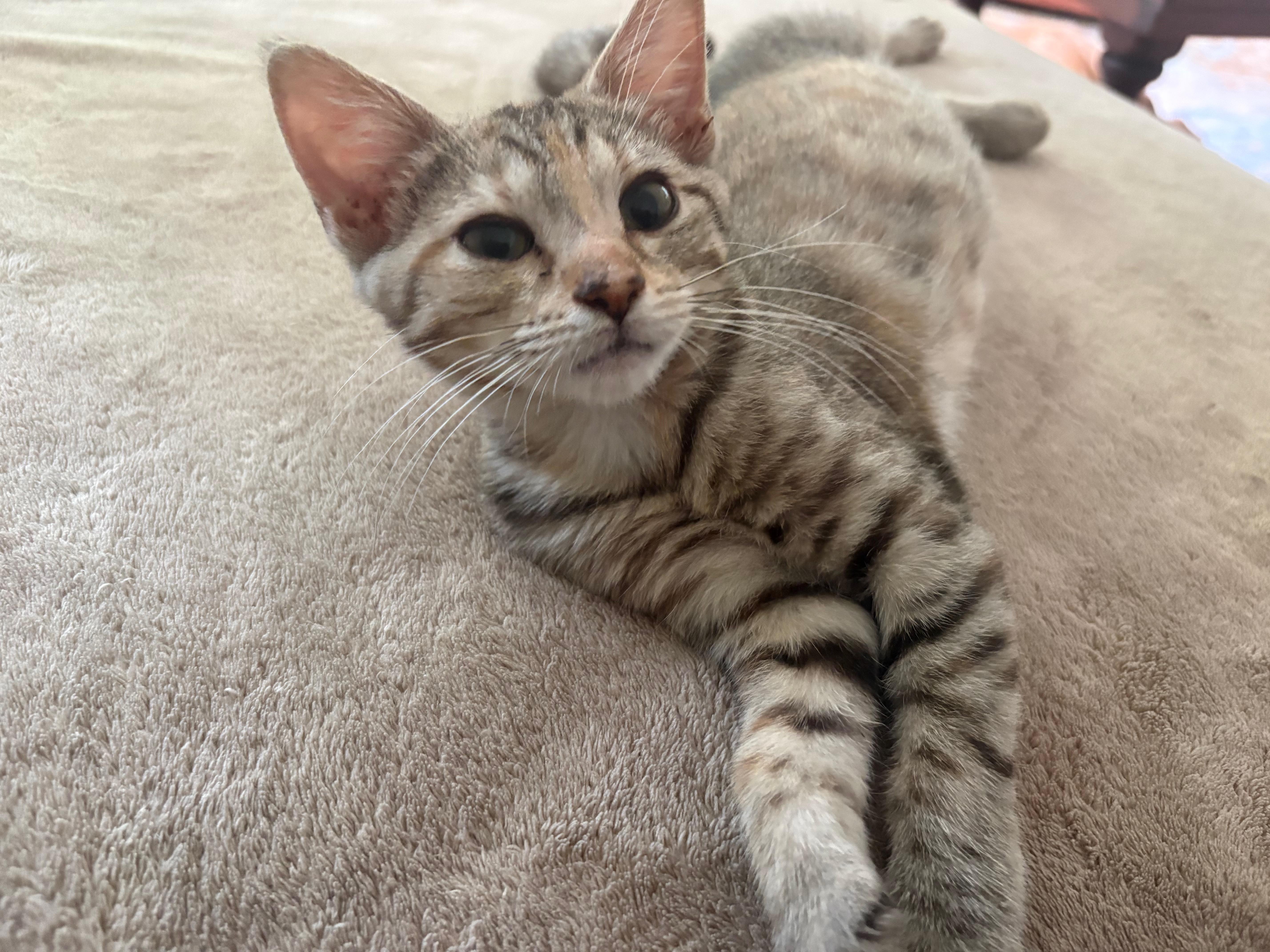 Toulouse, a ADOPTABLE Domestic Short Hair in Baltimore, MD image 3/4