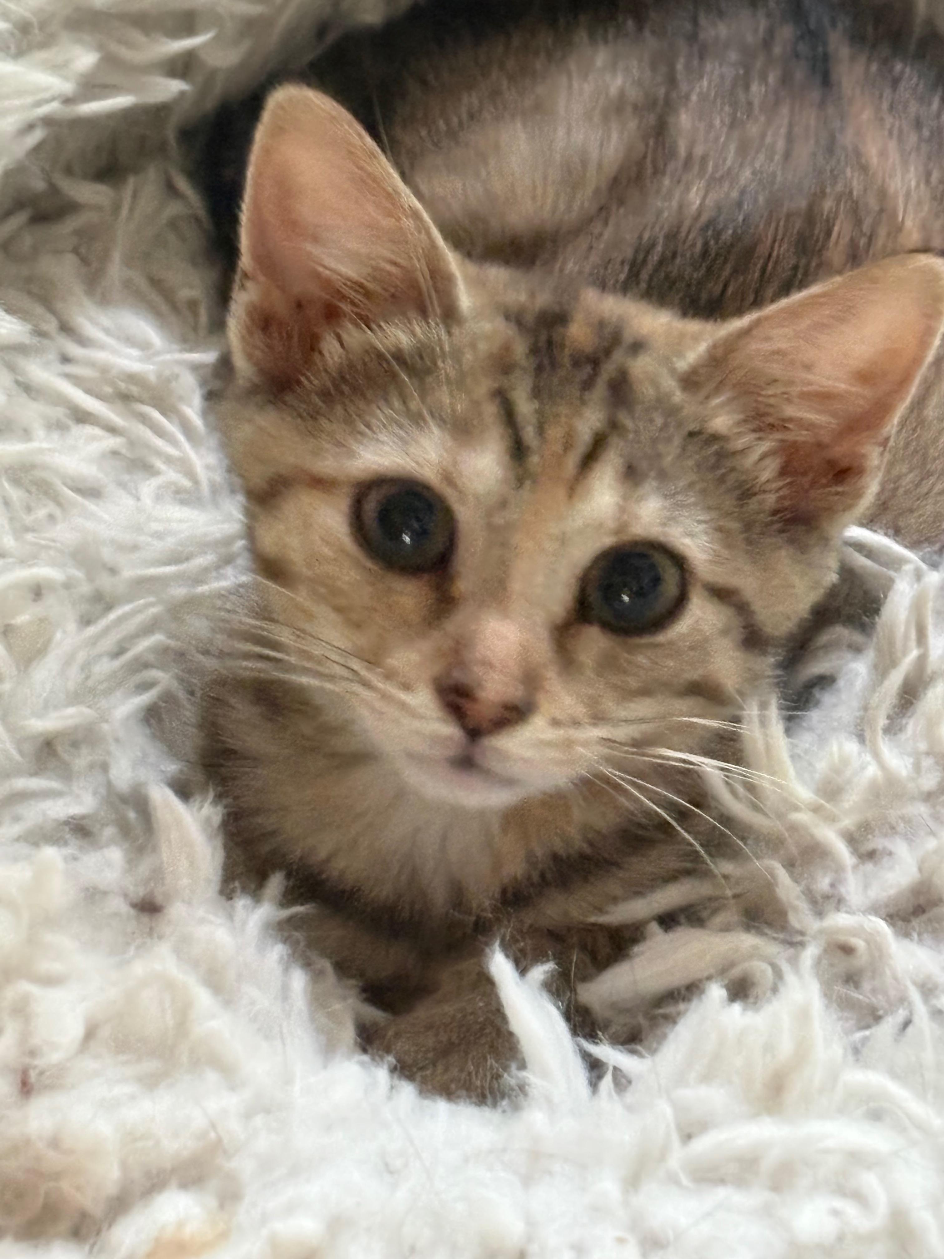 Toulouse, a ADOPTABLE Domestic Short Hair in Baltimore, MD image 1/4