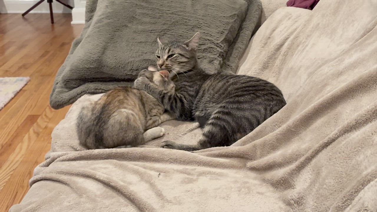 Enlarge Toulouse, a ADOPTABLE Domestic Short Hair in Baltimore, MD video 4/4