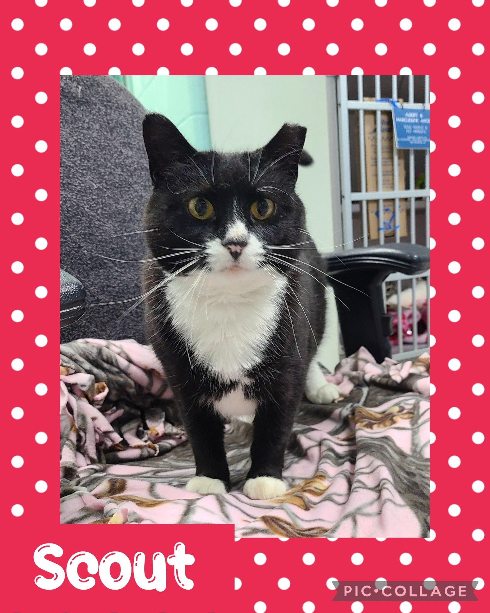 Scout, ADOPTABLE, Adult Female Domestic Short Hair.
