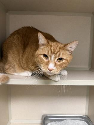 Simba/ Nala bonded, Adoptable, Adult Male Domestic Short Hair & Domestic Short Hair.