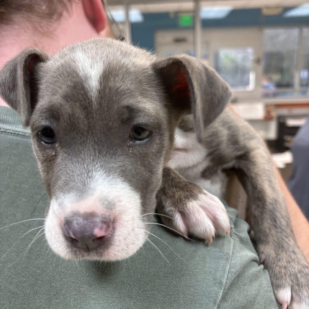 Enlarge Stellar, a Adoptable mixed breed in Crystal Lake, IL image 1/2