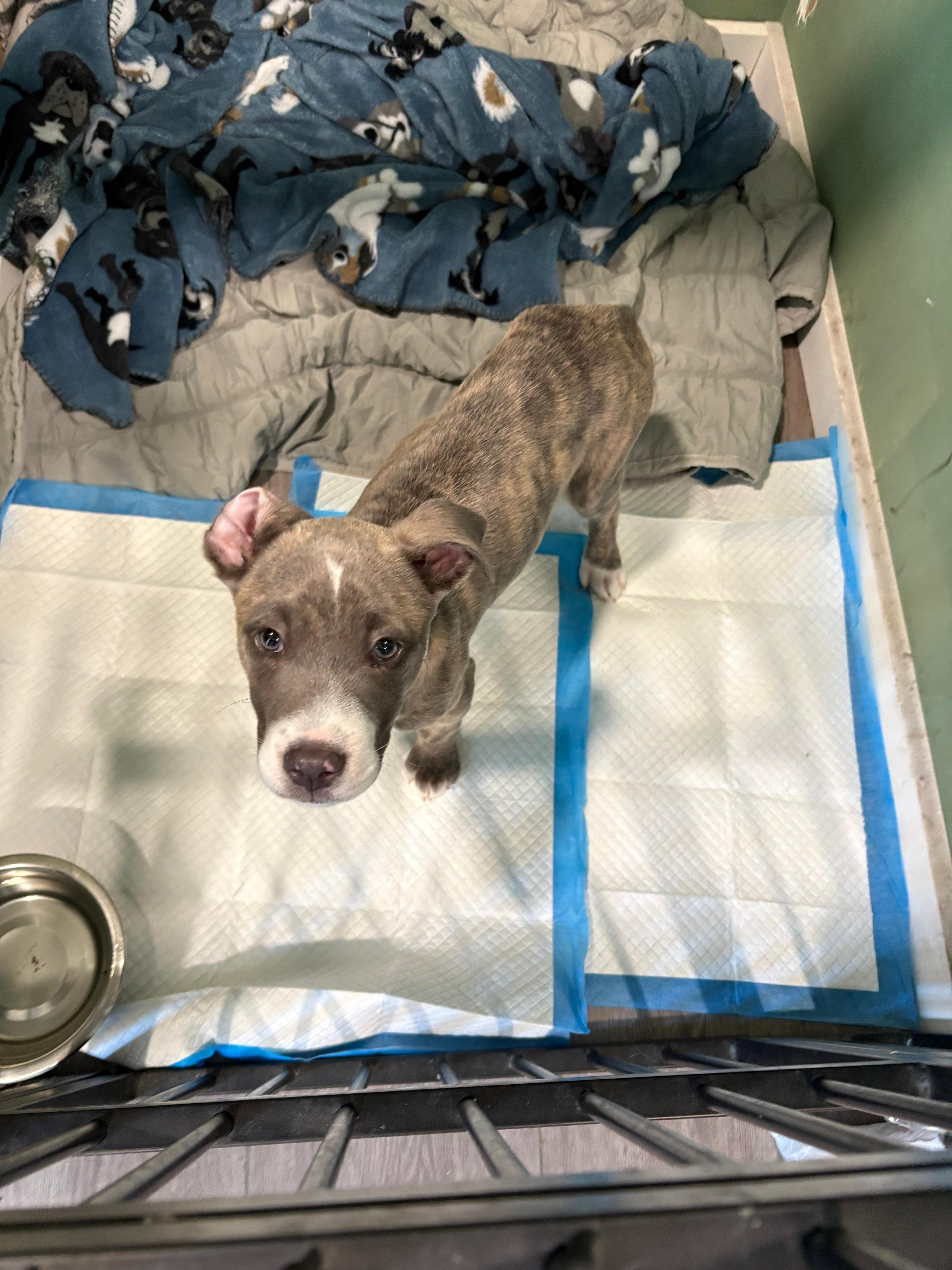 Enlarge Stellar, a Adoptable mixed breed in Crystal Lake, IL image 2/2