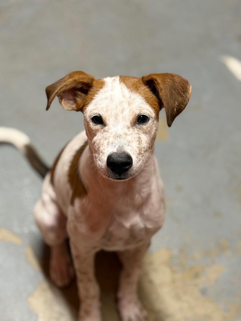 Jelly Fish, Adoptable, Puppy Female Terrier.
