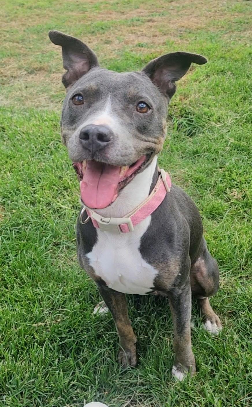 Enlarge Roxy, a Adoptable American Staffordshire Terrier in conroe, TX image 3/3