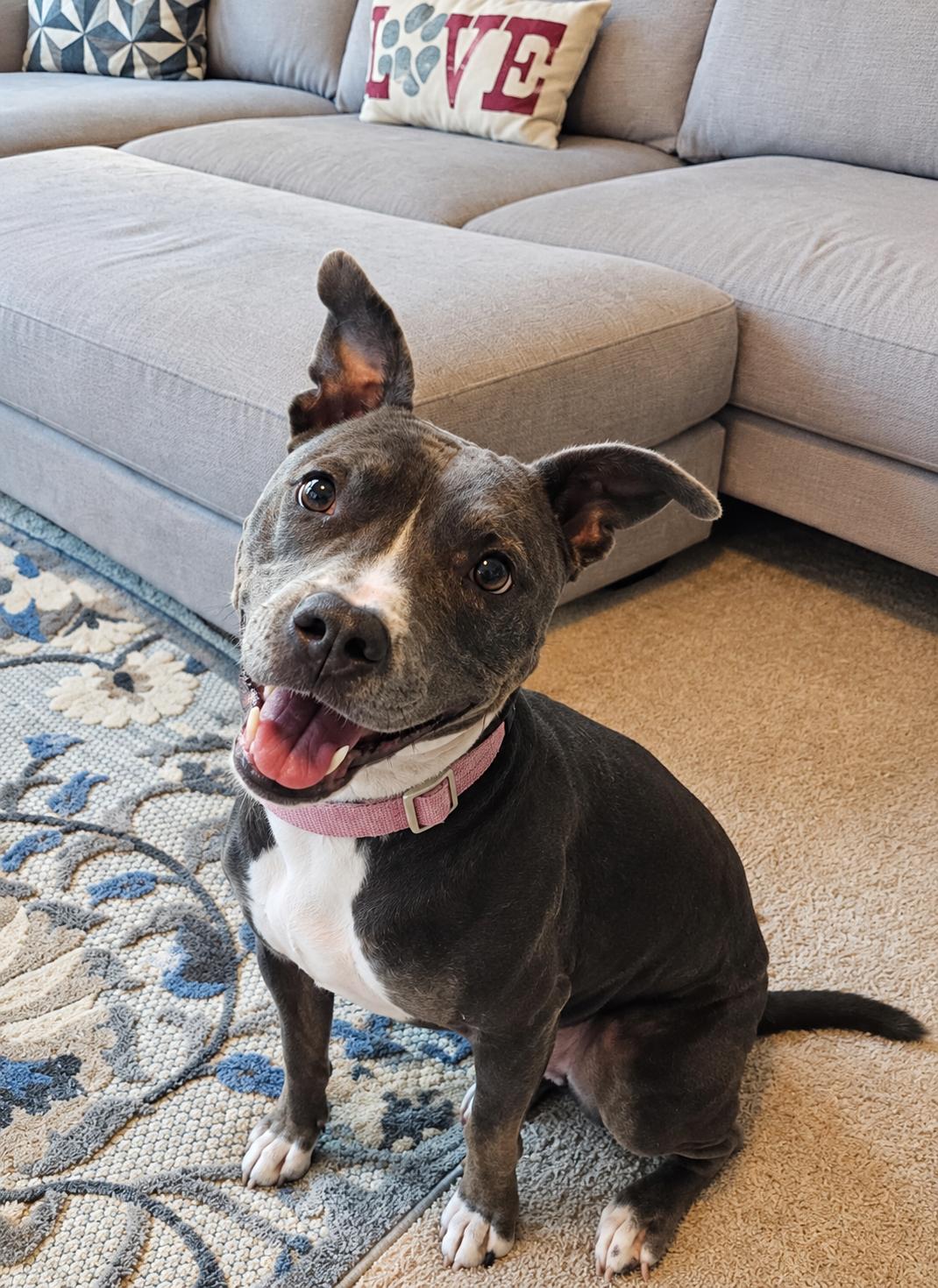 Roxy, Adoptable, Adult Female American Staffordshire Terrier.
