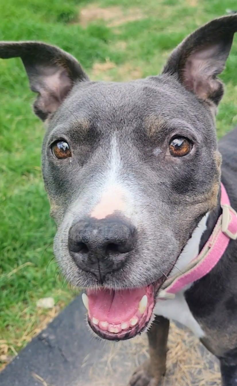 Enlarge Roxy, a Adoptable American Staffordshire Terrier in conroe, TX image 2/3
