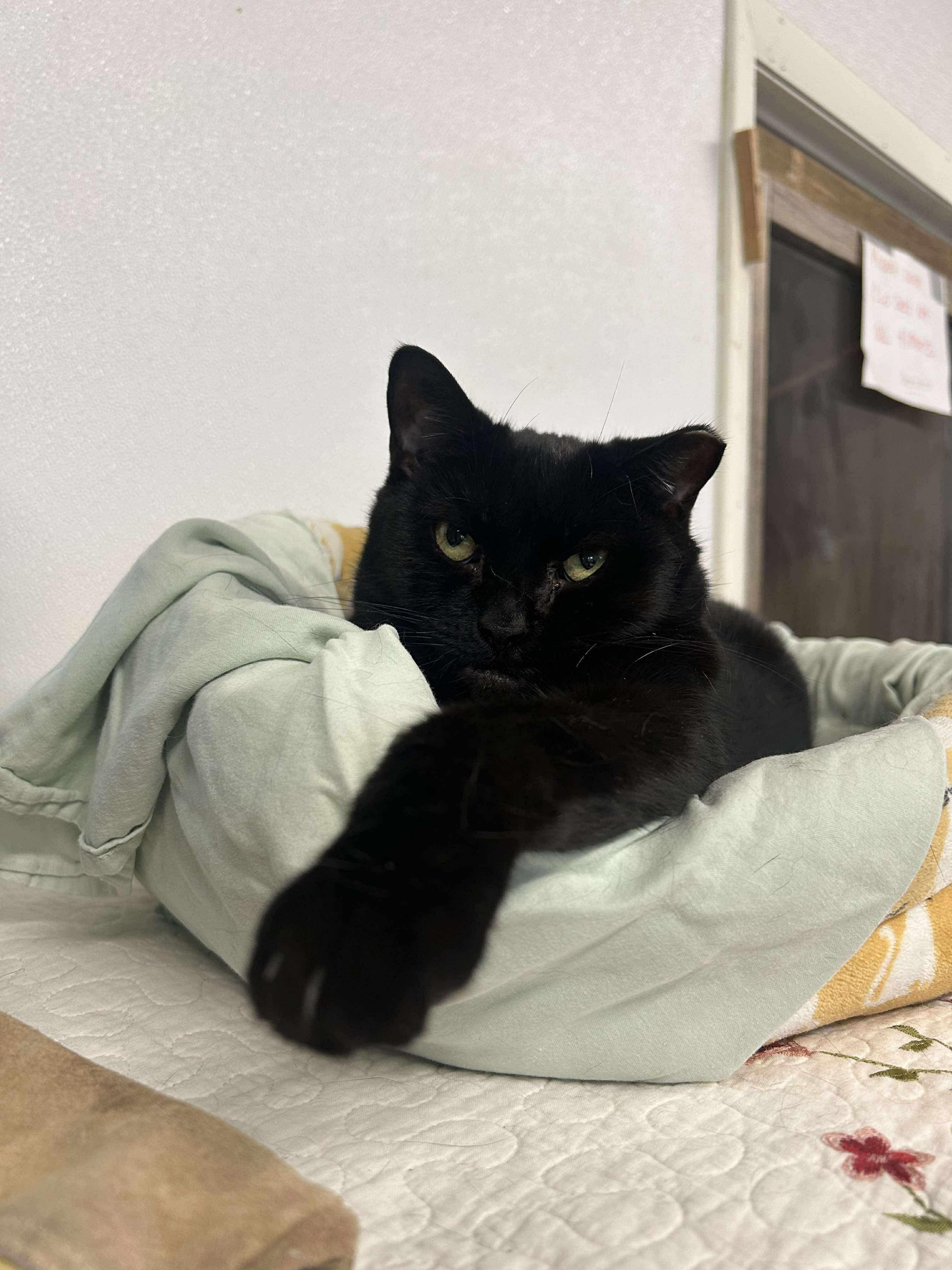 Kodie, an adoptable Domestic Short Hair in Acushnet, MA, 02743 | Photo Image 1