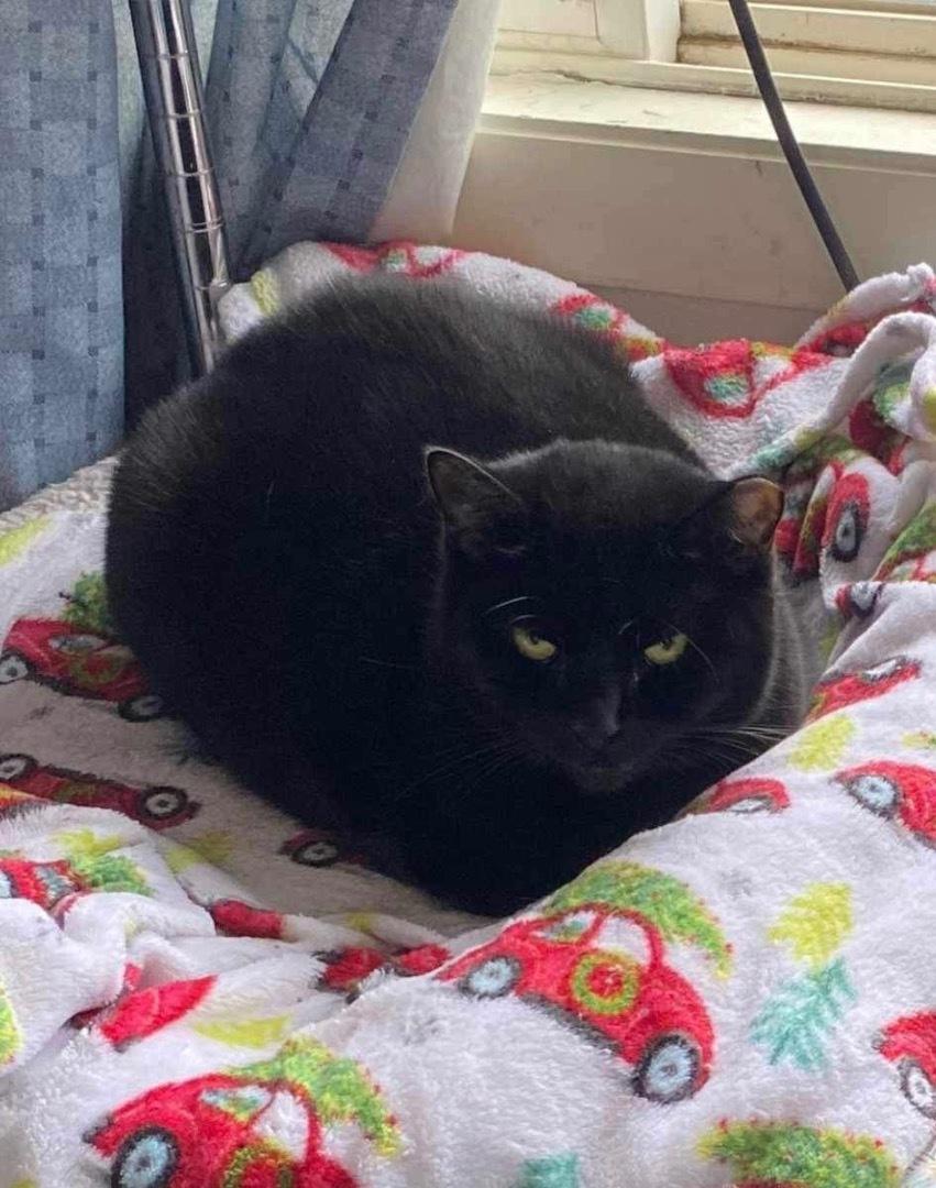 Kodie, a Adoptable Domestic Short Hair in Acushnet, MA image 2/3