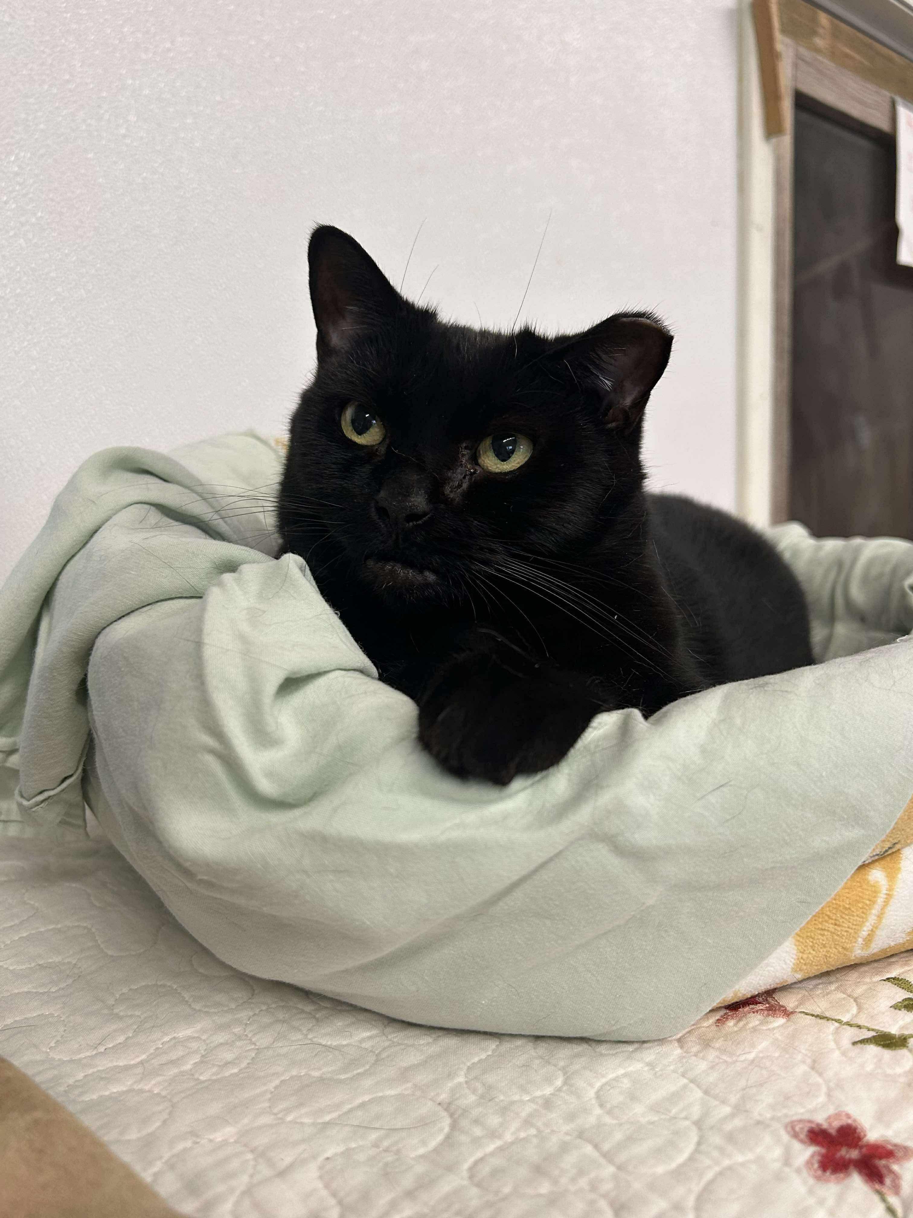 Kodie, an adoptable Domestic Short Hair in Acushnet, MA, 02743 | Photo Image 3
