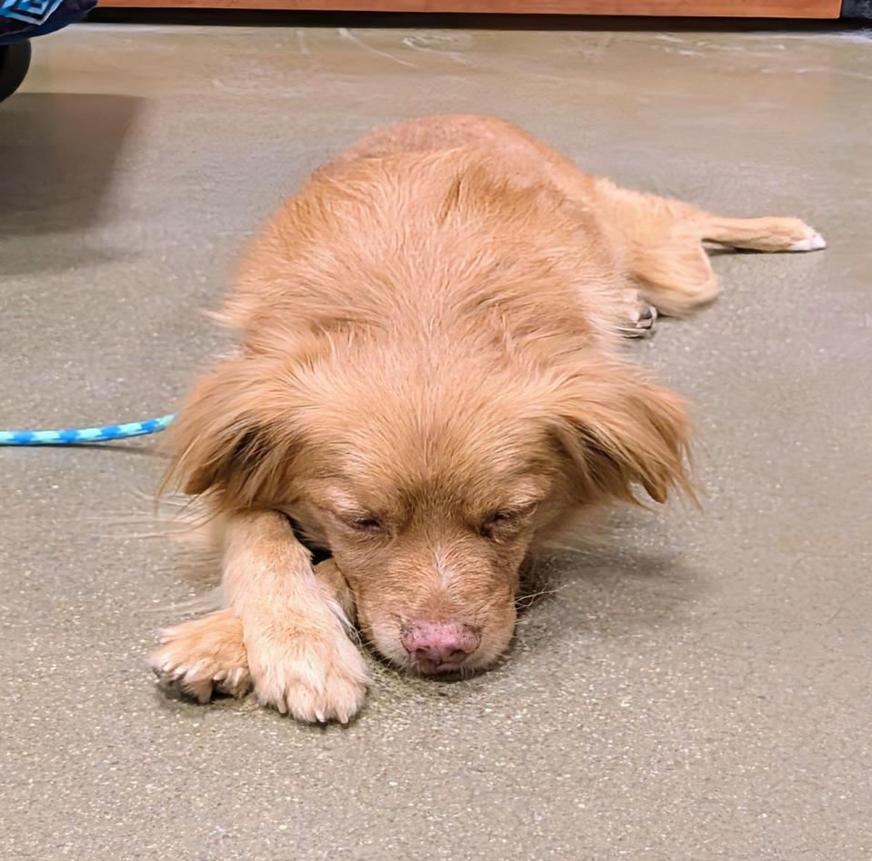 Copper, a Adoptable mixed breed in Saint David, AZ image 1/6