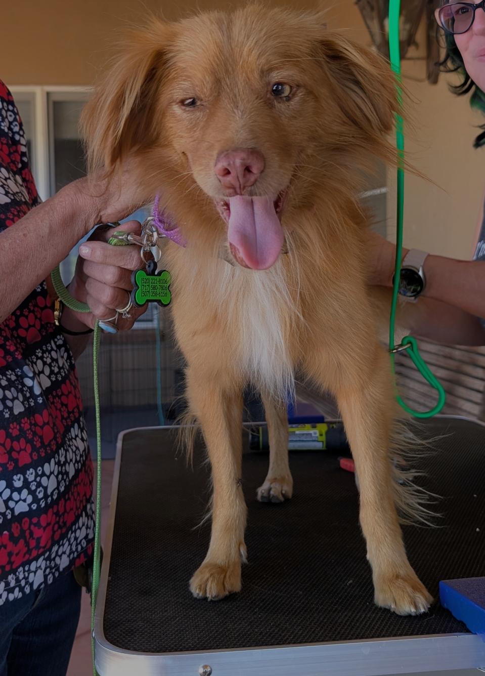 Copper, a Adoptable mixed breed in Saint David, AZ image 2/6