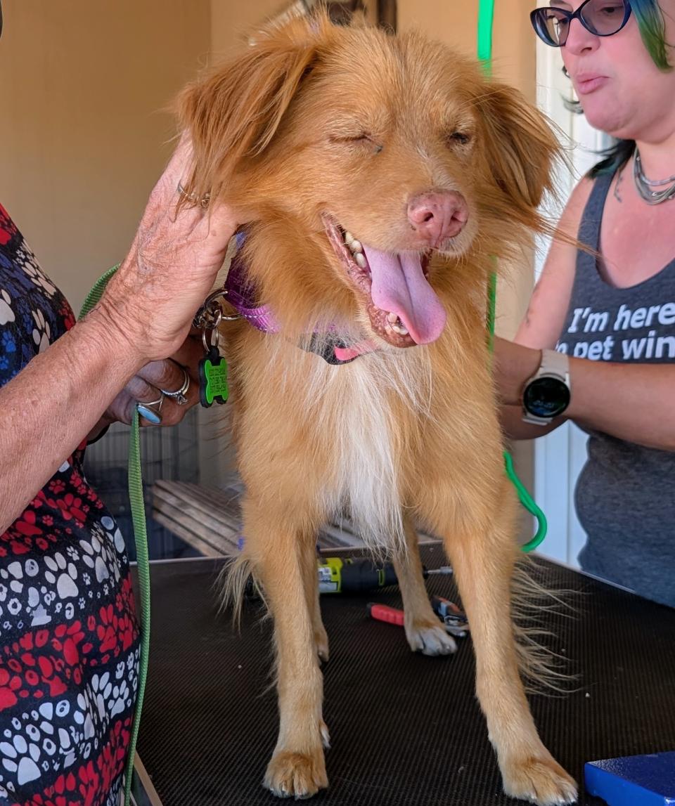 Copper, a Adoptable mixed breed in Saint David, AZ image 3/6