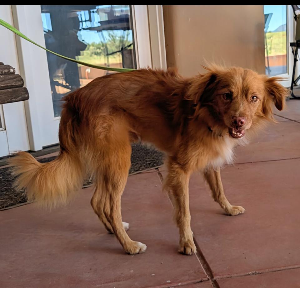 Copper, a Adoptable mixed breed in Saint David, AZ image 4/6