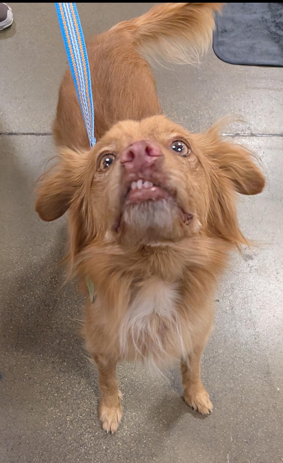 Copper, a Adoptable mixed breed in Saint David, AZ image 5/6