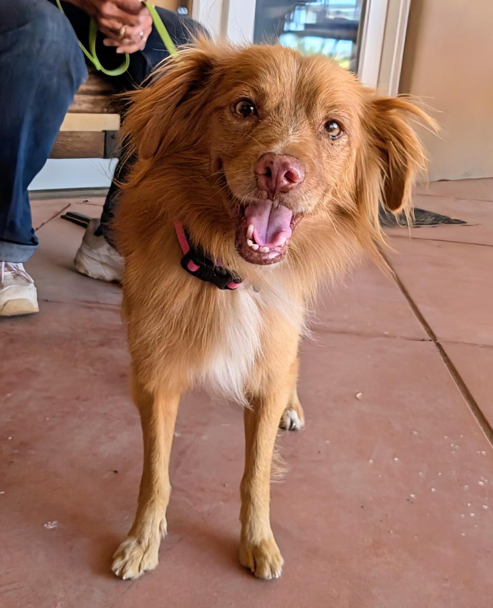 Copper, a Adoptable mixed breed in Saint David, AZ image 6/6