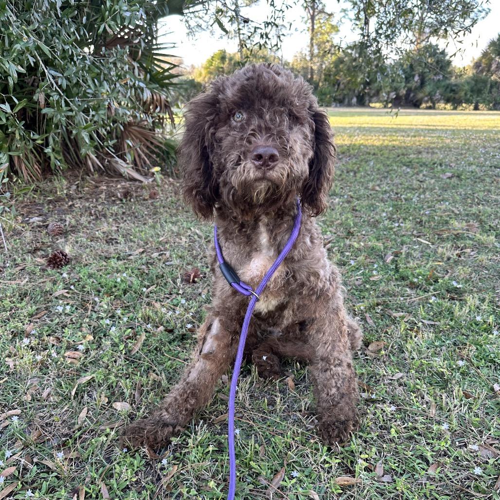 Duke, Adoptable, Young Male Poodle & Mixed Breed.