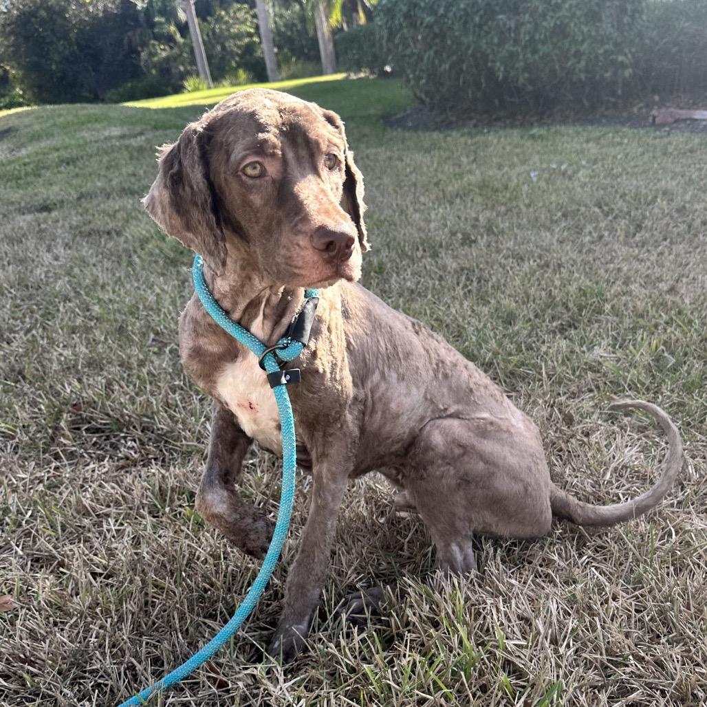 Duke, Adoptable, Young Male Poodle & Mixed Breed.