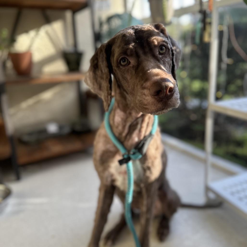 Enlarge Duke, a Adoptable mixed breed in North Port, FL image 3/4