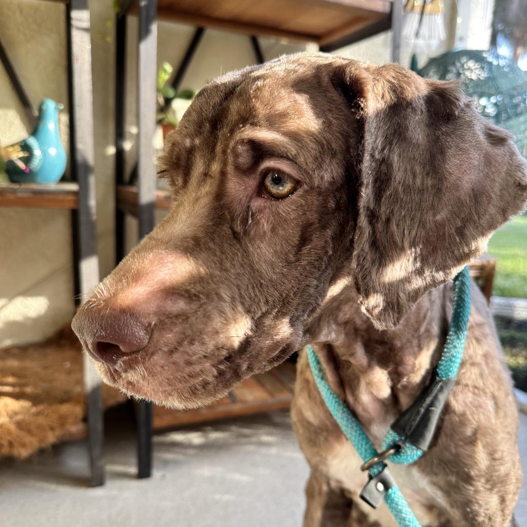 Enlarge Duke, a Adoptable mixed breed in North Port, FL image 4/4