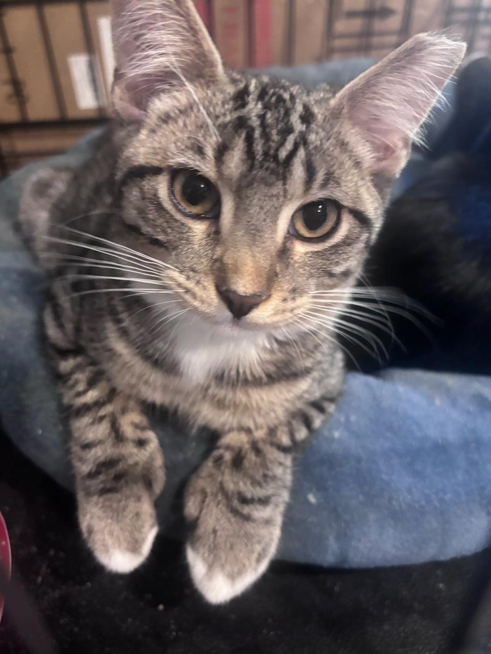 Milky, a Adoptable Domestic Short Hair in chino, CA image 1/3