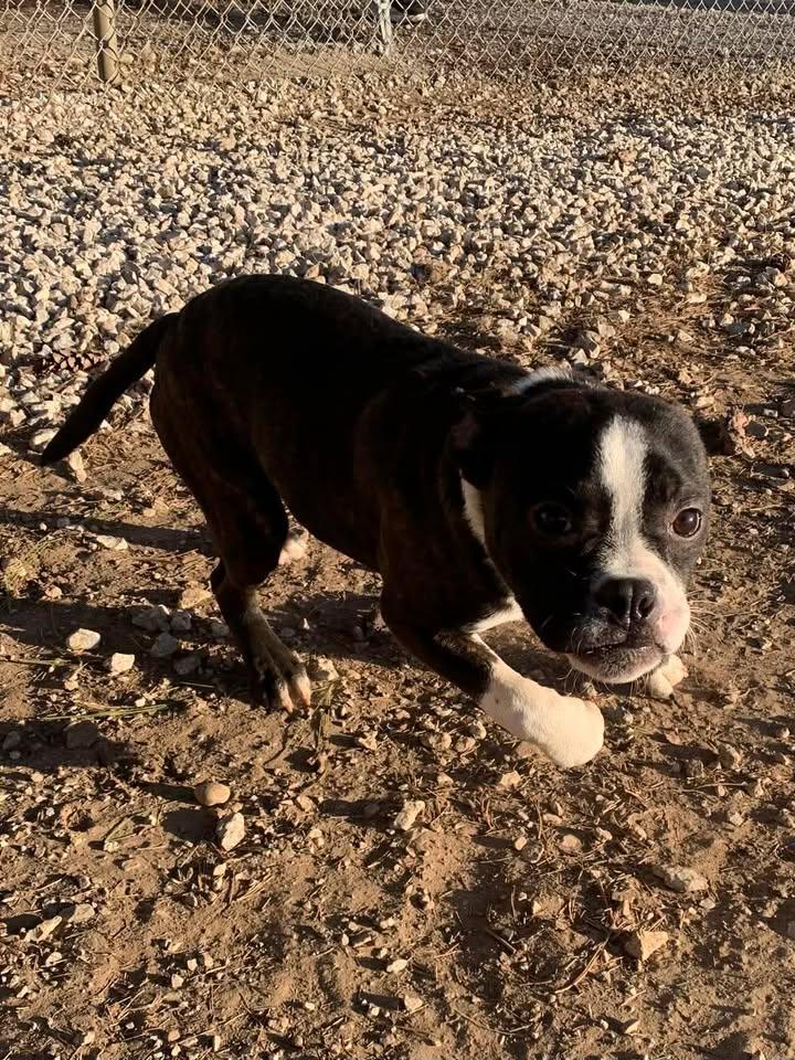 Enlarge Booger, an adopted Boston Terrier in Mason City, IL image 5/6