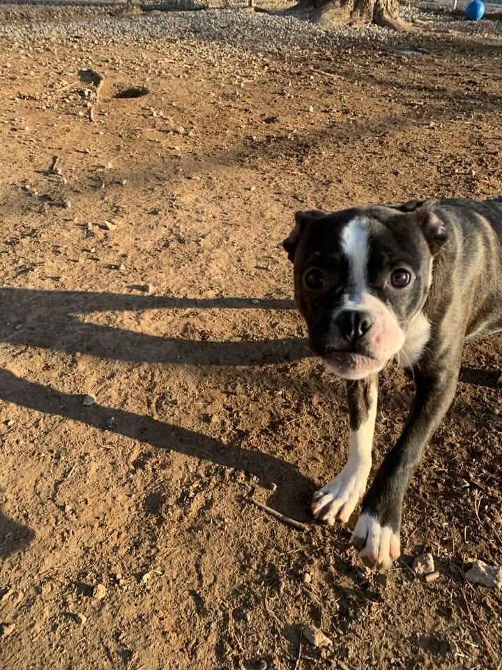 Enlarge Booger, an adopted Boston Terrier in Mason City, IL image 3/6