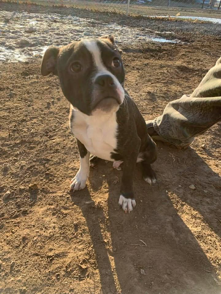 Enlarge Booger, an adopted Boston Terrier in Mason City, IL image 6/6