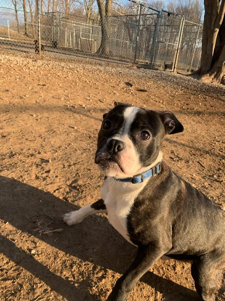 Enlarge Booger, an adopted Boston Terrier in Mason City, IL image 4/6