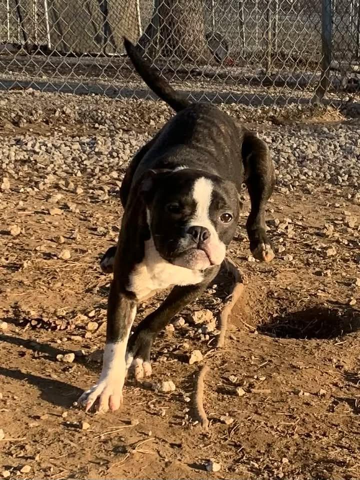 Enlarge Booger, an adopted Boston Terrier in Mason City, IL image 2/6