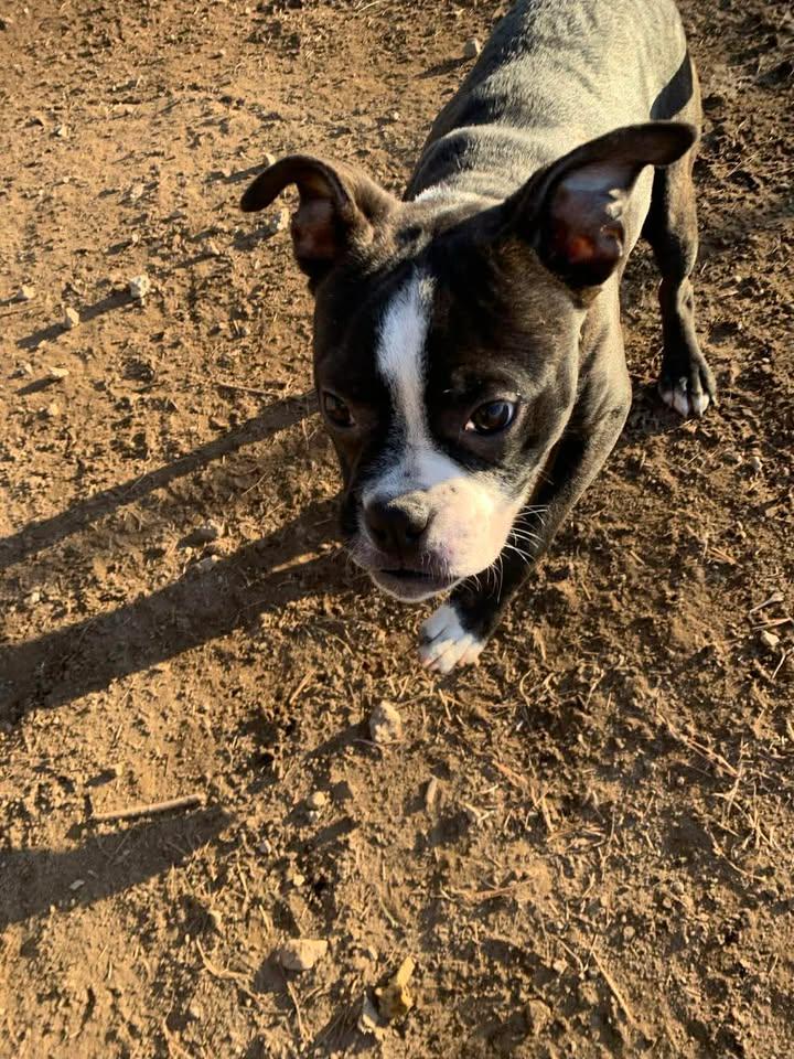 Enlarge Booger, an adopted Boston Terrier in Mason City, IL image 1/6