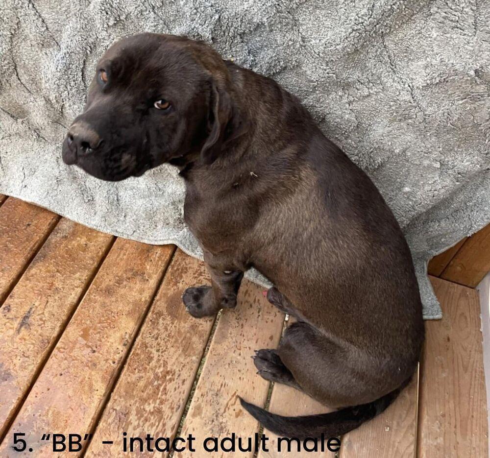 Kanen (Stevie), Adoptable, Adult Male Mastiff & Cane Corso.