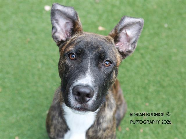 Enlarge Marco, a ADOPTABLE Mixed Breed in Nashville, TN image 1/2