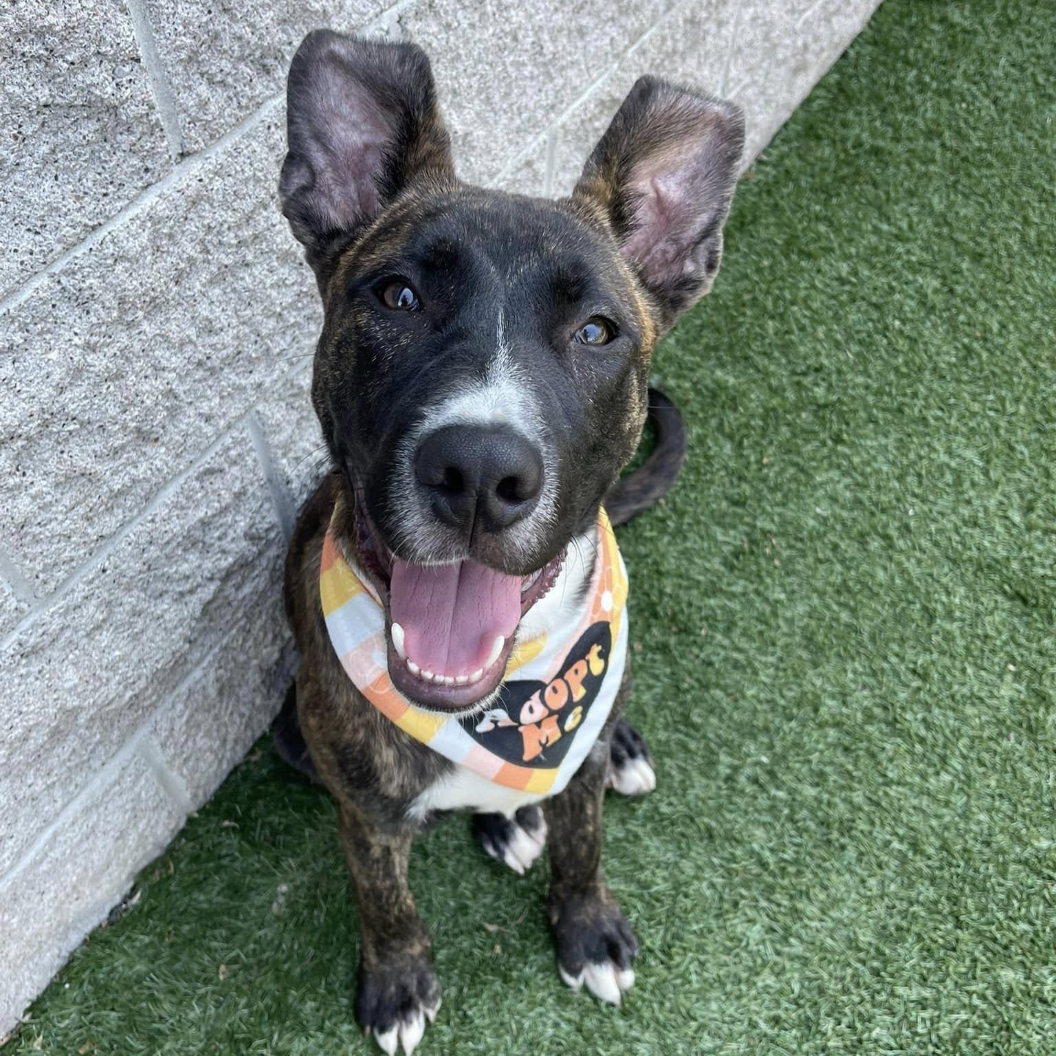 Marco, a ADOPTABLE mixed breed in Nashville, TN image 1/3