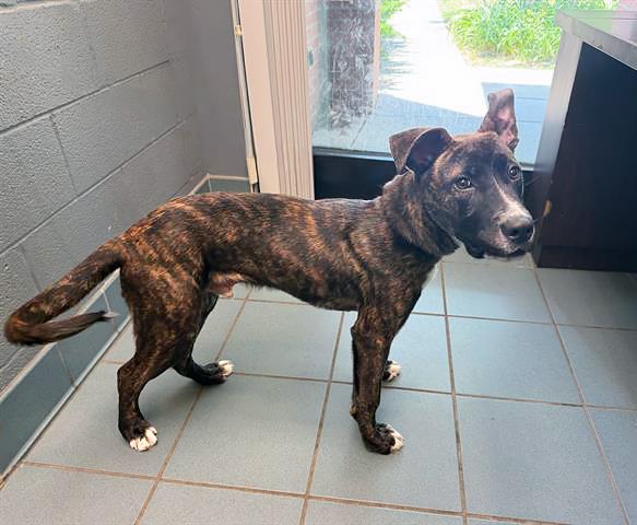 Enlarge Marco, a ADOPTABLE Mixed Breed in Nashville, TN image 2/2