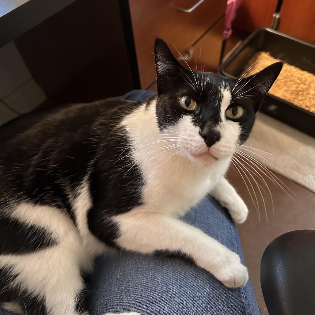 Enlarge Crunch, a Adoptable Domestic Short Hair in Port Charlotte, FL image 1/2