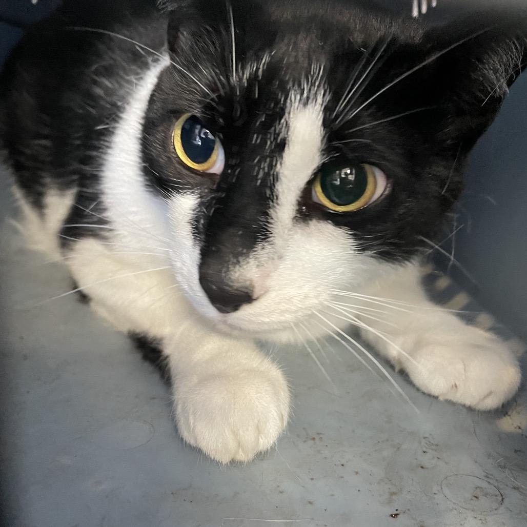 Enlarge Crunch, a Adoptable Domestic Short Hair in Port Charlotte, FL image 2/2