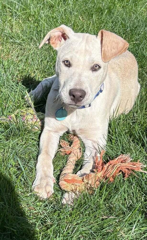Enlarge Rogue, a Adoptable mixed breed in Amherst, NY image 1/6