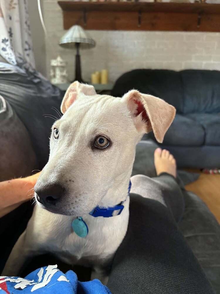 Enlarge Rogue, a Adoptable mixed breed in Amherst, NY image 3/6