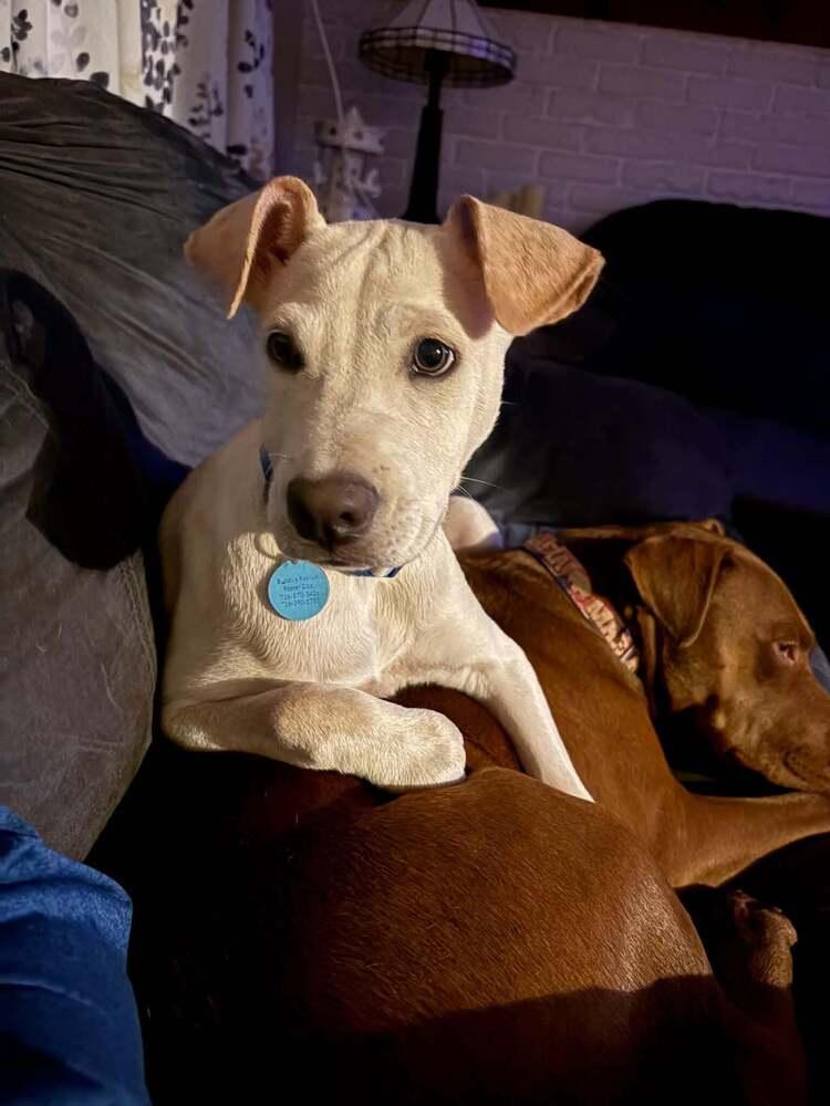 Enlarge Rogue, a Adoptable mixed breed in Amherst, NY image 5/6