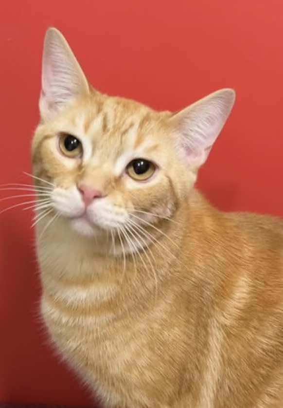 Enlarge Flash (Brother of Bolt), an adopted mixed breed in Houston, TX image 1/6