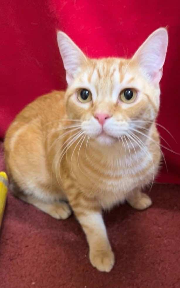 Enlarge Flash (Brother of Bolt), an adopted mixed breed in Houston, TX image 2/6