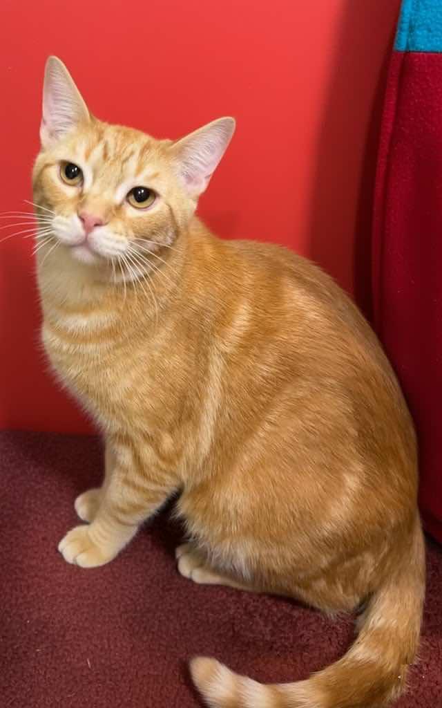 Enlarge Flash (Brother of Bolt), an adopted mixed breed in Houston, TX image 3/6