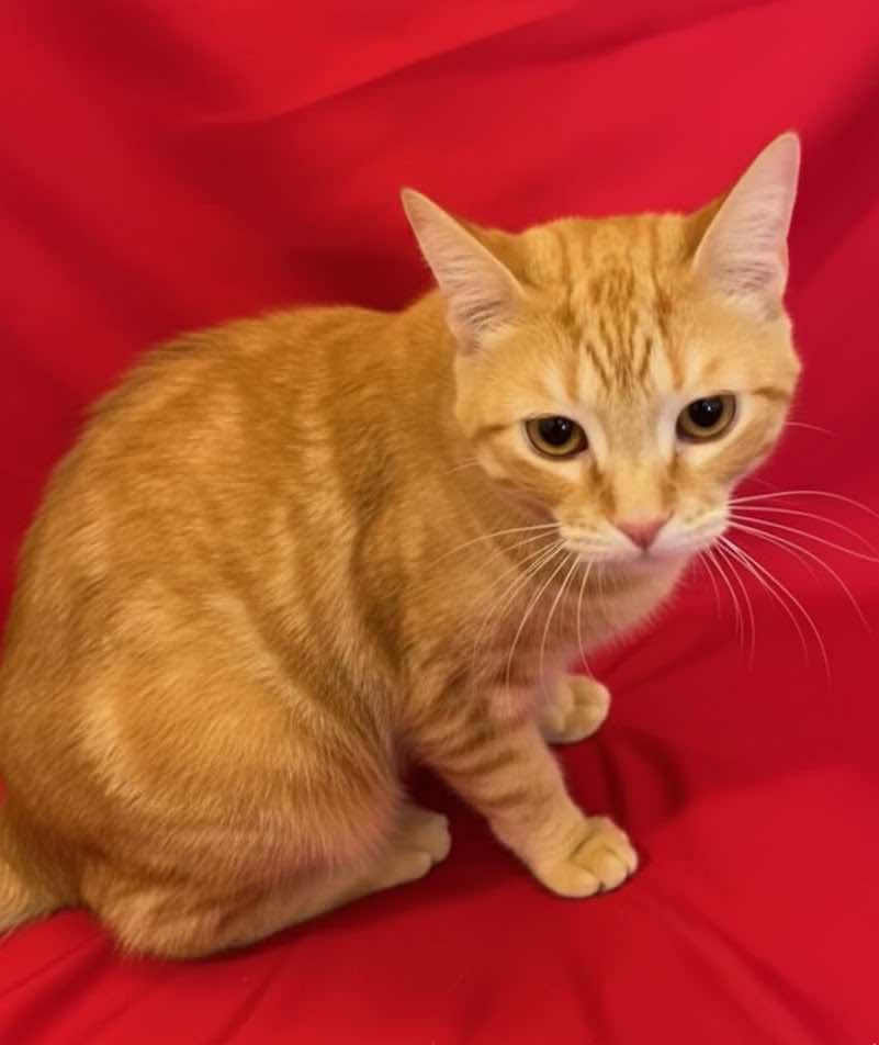 Enlarge Flash (Brother of Bolt), an adopted mixed breed in Houston, TX image 4/6