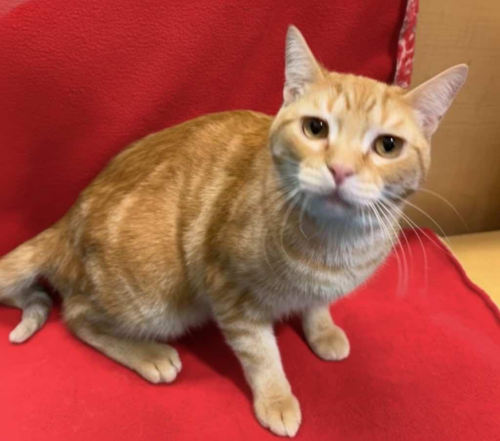 Enlarge Flash (Brother of Bolt), an adopted mixed breed in Houston, TX image 5/6