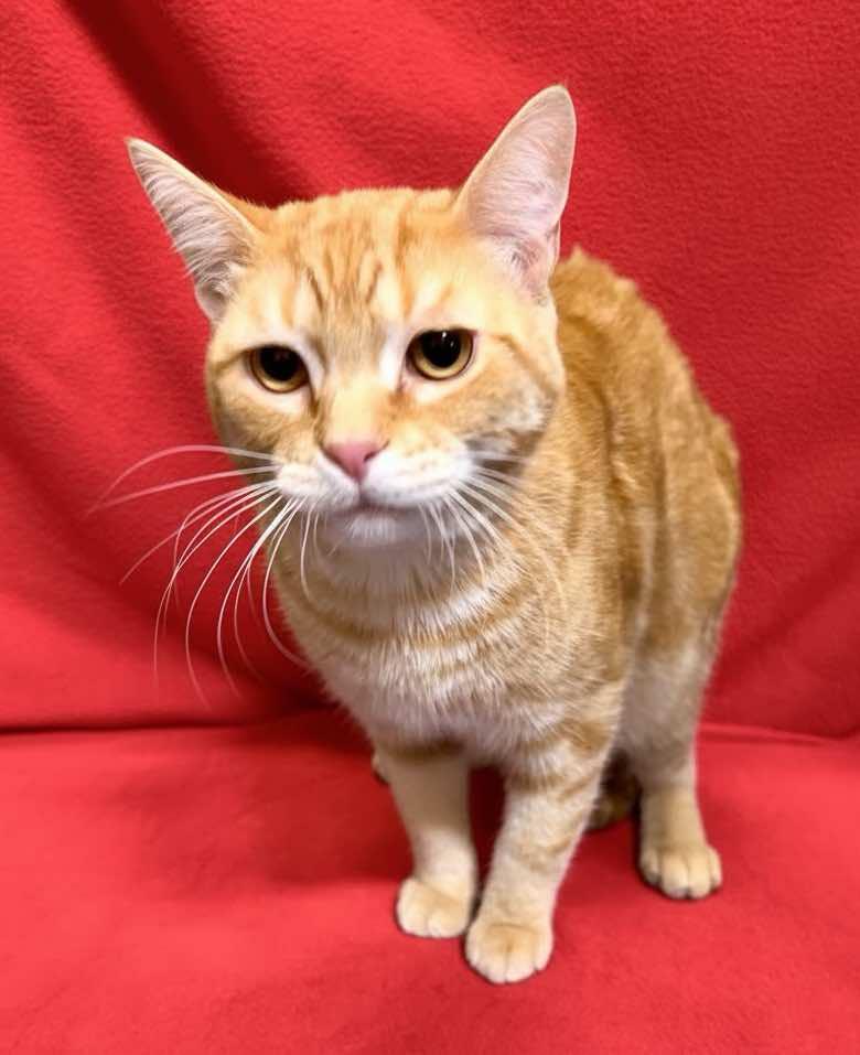 Enlarge Flash (Brother of Bolt), an adopted mixed breed in Houston, TX image 6/6