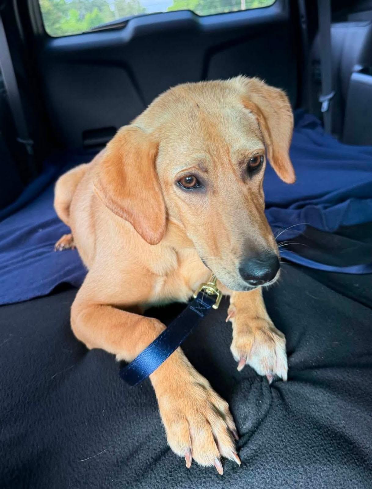 Lucy, a ADOPTABLE mixed breed in Elkton, MD image 2/3